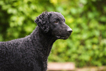 curly coated retriever dog portrait in summer