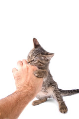 Fototapeta premium gray tabby kitten bites the hand on white background