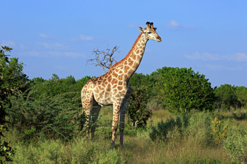 Giraffenbulle