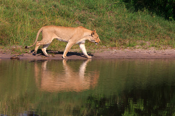 Naklejka premium Löwin