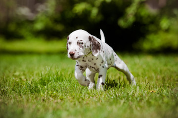 beautiful brown dalmatian puppy outdoors in summer - obrazy, fototapety, plakaty