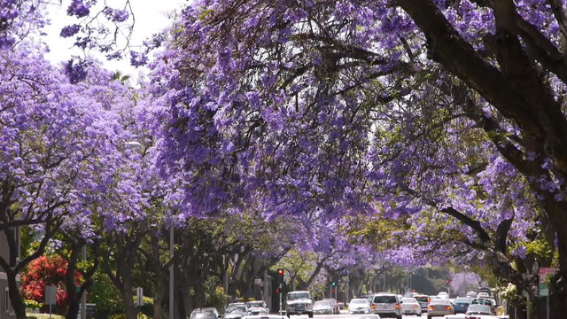 Jacaranda Tree at full bloom in Southern California streets