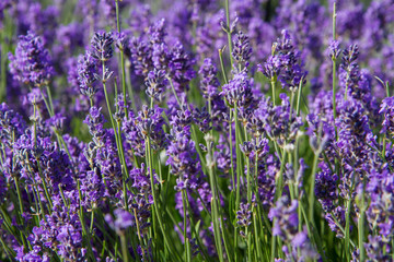 Lavender blooming