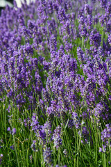 Fototapeta premium Lavender blooming
