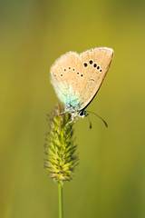 Butterfly on a stalk of grass.