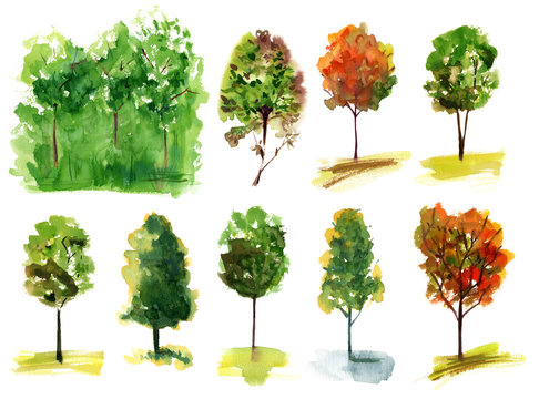 A set of various watercolour trees on white background