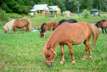 Falabella Foal mini horses grazing, selective focus