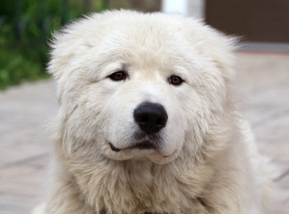 Maremma or Abruzzese patrol dog Portrait