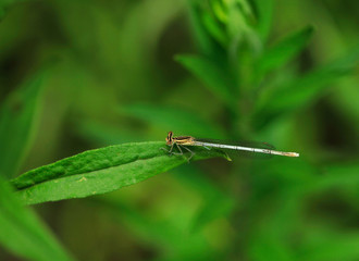 tiny dagonfly on green