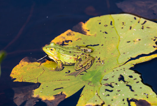 รูปภาพFroschschenkel – เลือกดูภาพถ่ายสต็อก เวกเตอร์ และวิดีโอ276 ...