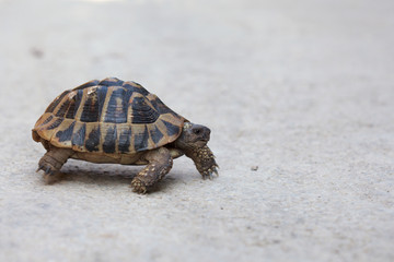 Steppe tortoise (Testudo (Agrionemys) horsfieldii) 
