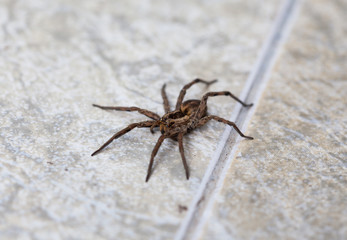 wolf spider  (Lycosidae), selective focus on face, close-up