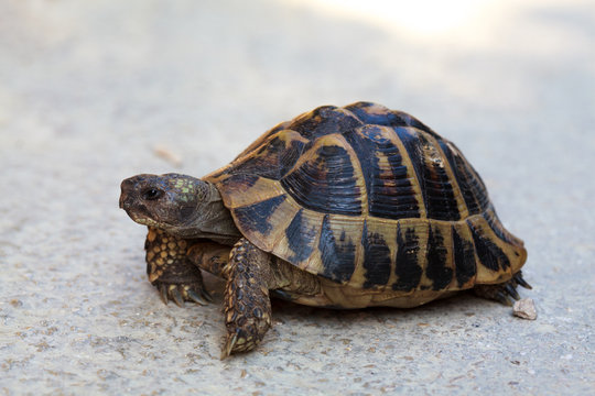 Steppe tortoise (Testudo (Agrionemys) horsfieldii) 