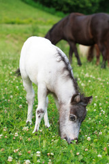 Fototapeta premium Falabella Foal mini horse grazing on a green meadow