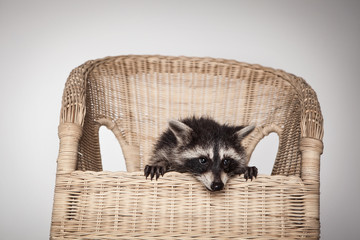 Waschbär hat Angst