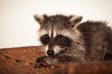 Hunriger kleiner Waschbär