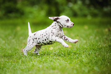 happy brown dalmatian puppy jumps on grass