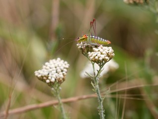 Кузнечик на белых цветах