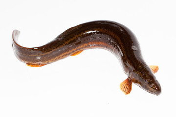 Misgurnus fossilis, European weatherfish