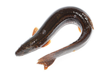 Naklejka premium Misgurnus fossilis, European weatherfish
