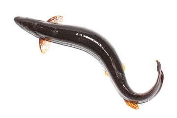 Misgurnus fossilis, European weatherfish