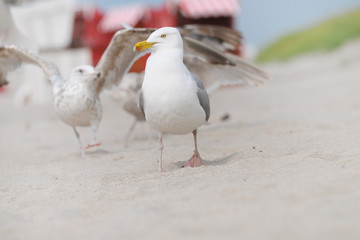 Obraz premium Silbermöwe stolziert am Strand