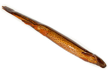 Misgurnus fossilis, European weatherfish