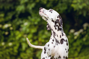 beautiful black dalmatian dog portrait in summer - obrazy, fototapety, plakaty