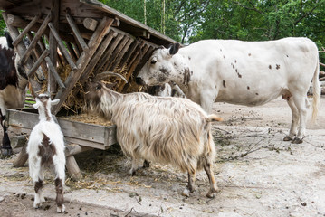 Fototapeta premium Livestock eating hay form manger