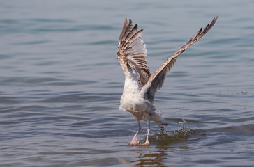 Junge Silbermöwe in der Ostsee