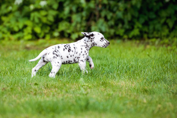 black dalmatian puppy walking outdoors 