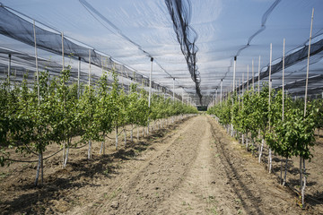 greenhouse