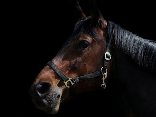 Obraz premium Horse's head in profile 