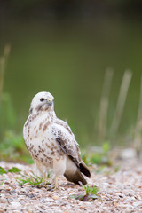 Common blonde buzzard