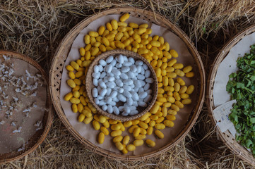 Silkworm Cocoon