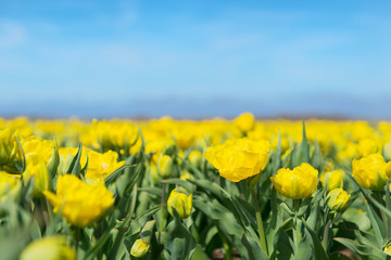Yellow tulips