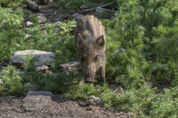 Wildschwein (Sus scrofa)