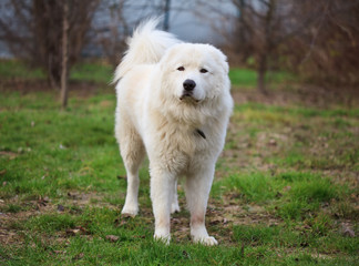 Maremma or Abruzzese patrol dog sitting on the grass 