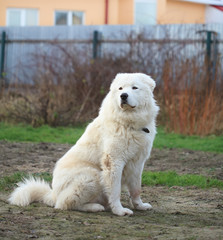 Obraz na płótnie Canvas Maremma or Abruzzese patrol dog sitting on the grass 