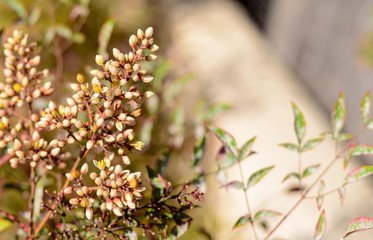 dreamy sweet flowers, with bokeh and defocused design