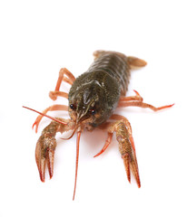 Fresh crayfish on a white background, selective focus on eyes