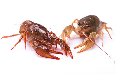 Two alive crayfishes on a white background, selective focus 