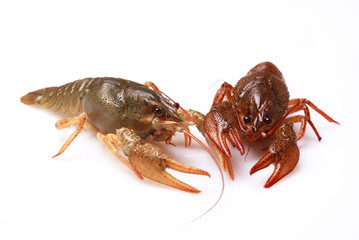 Two alive crayfishes on a white background, selective focus