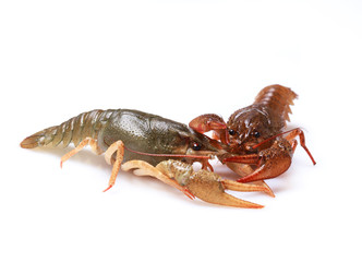 Fresh crayfishes on a white background, selective focus on eyes