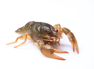 Fresh crayfish on a white background, selective focus on eyes
