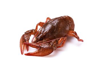 Fresh crayfish on a white background, selective focus on eyes