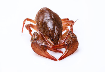 Fresh crayfish on a white background, selective focus on eyes