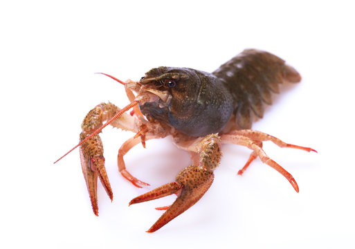 Alive crayfish on a white background, selective focus on eyes