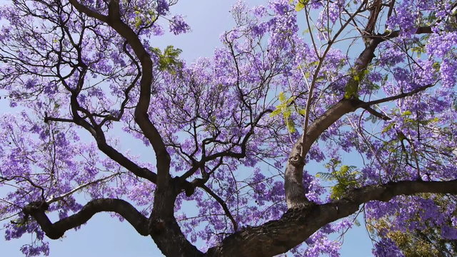Jacaranda Tree at full bloom in Southern California streets