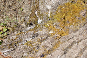 Texture d'acacia 
